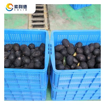 500 kg/h ligne d'extraction d'huile d'avocat pressée à froid avec machine d'extraction à centrifugeuse